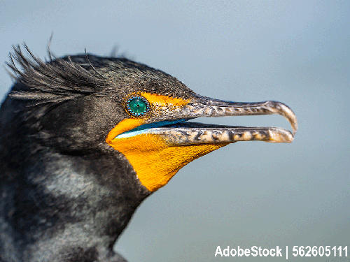 Der Kormoran